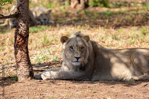 South African Lion in the Savanna