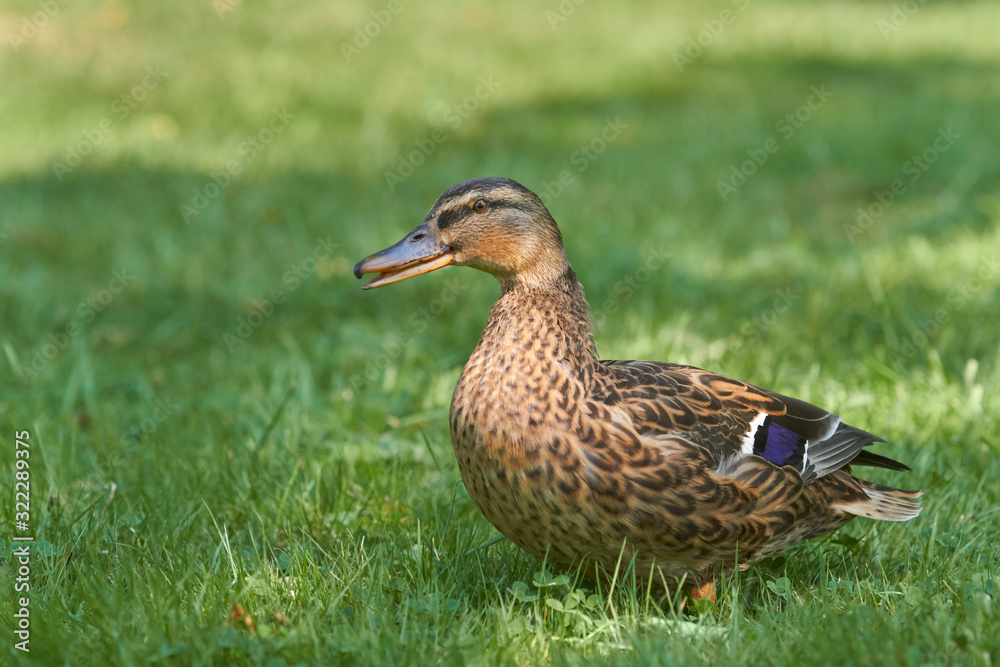 Mallard Female wild duck in the grass of the garden Mallard Female wild duck in the grass of the garden