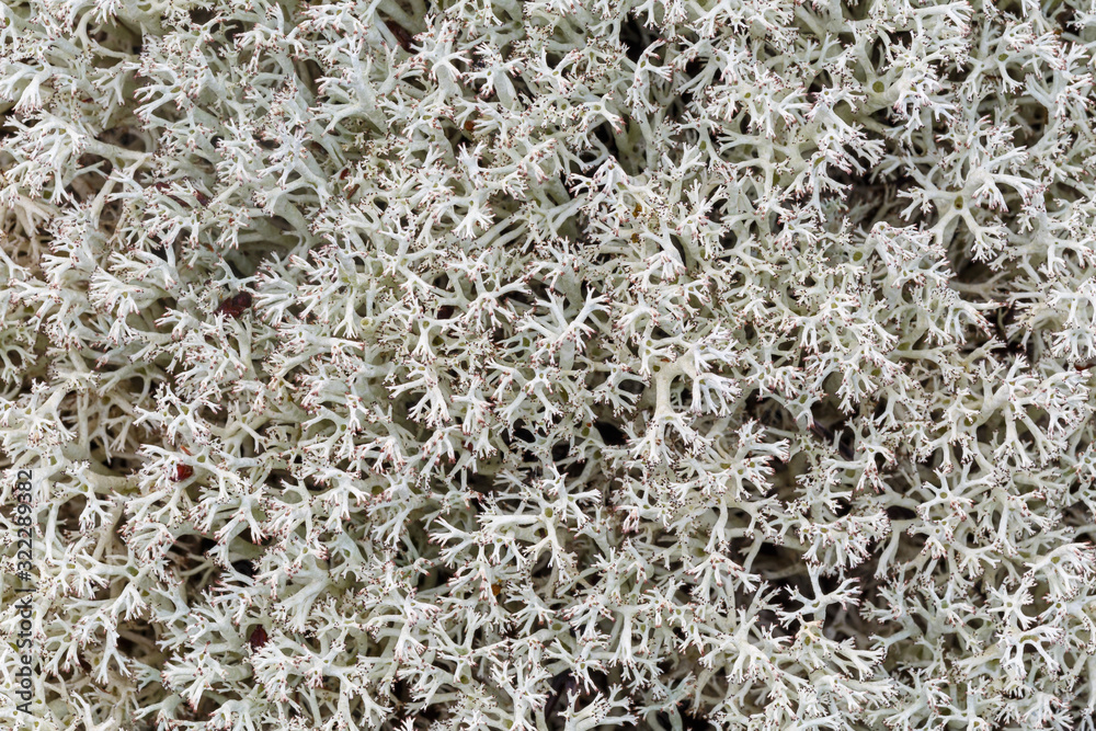 Cladonia rangiferina. Primer plano de las ramificaciones de liquen de los renos.