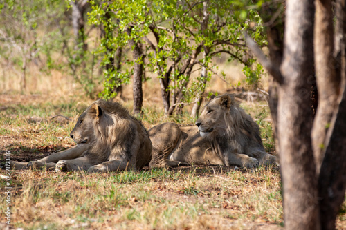 South African Lion in the Savanna