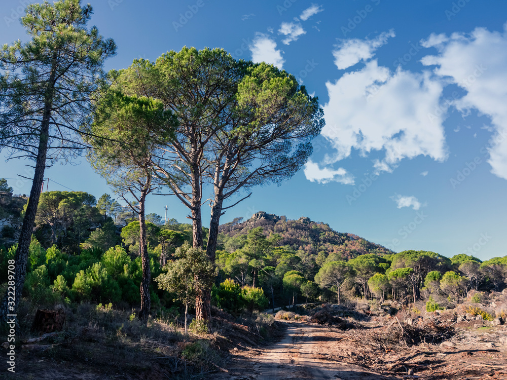 Pinos en Peña Muñana. Cadalso de los Vidrios. Madrid. España. Europa. Pinos en Peña Muñana. Cadalso de los Vidrios. Madrid. España. Europa.