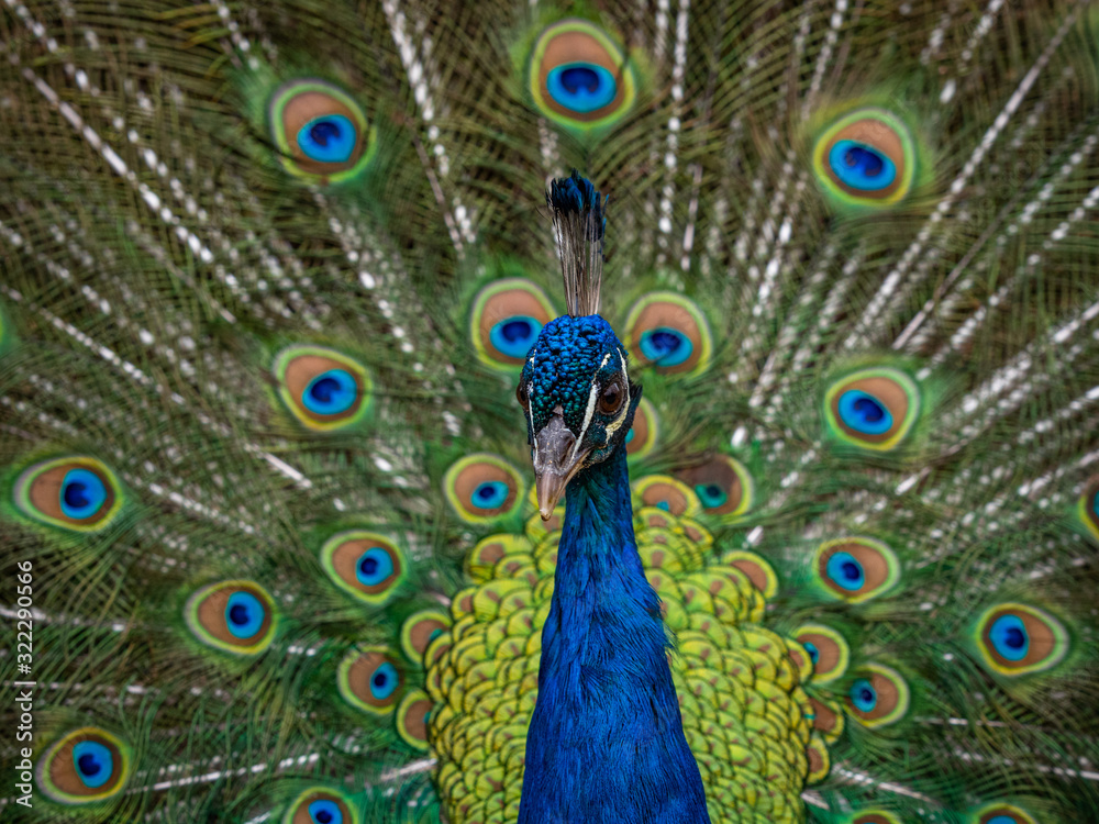 Naklejka premium Indian Peacock, Pavo cristatus, displaying its colorful feathers