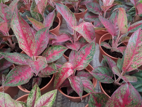 Close up of Anyamanee Red Aglaonema colorful red and green leaves in pots photo