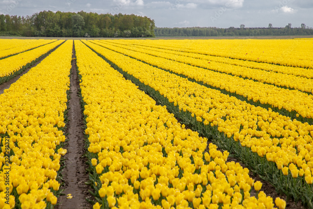 Beautiful Tulip fields. Noordoostpolder region, Flevoland province, the Netherlands.