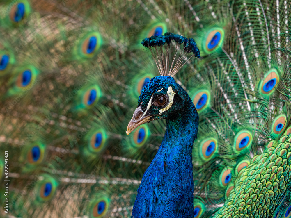 Indian Peacock, Pavo cristatus, displaying its colorful feathers Indian Peacock, Pavo cristatus, displaying its colorful feathers