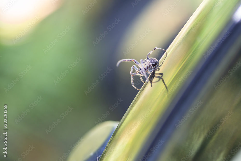 Fototapeta premium Spider on the edge of a boat