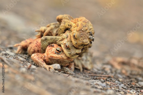 mating Common toads on the ground, European toad in the natural environment. Bufo bufo. Wildlife in Czech.