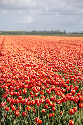 Beautiful Tulip fields. Noordoostpolder region  Flevoland province  the Netherlands.