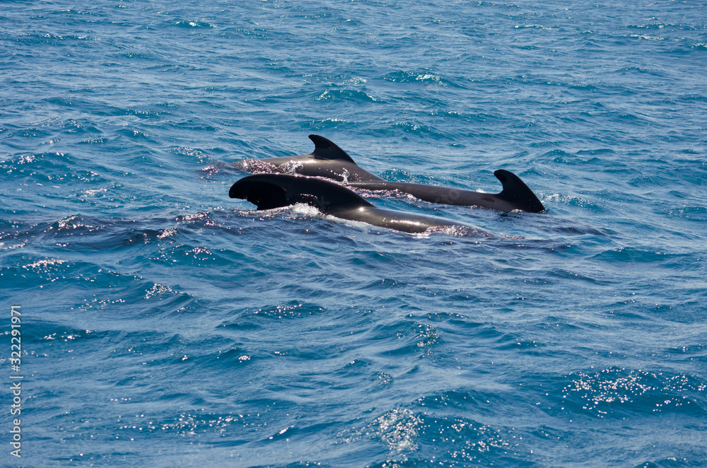 Fototapeta premium Pilot whale near Tarifa, Spain. Atlantic Ocean, Strait of Gibraltar.