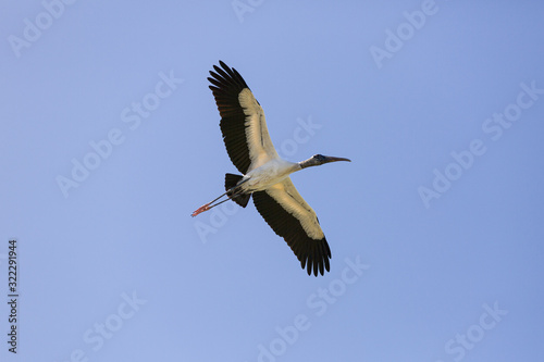 a flying wood stork in front of a blue sky