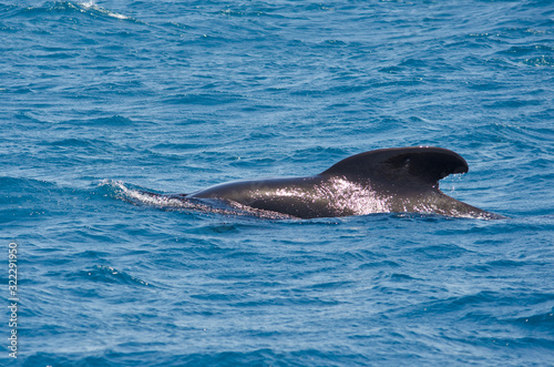 Pilot whale near Tarifa, Spain. Atlantic Ocean, Strait of Gibraltar.