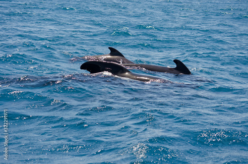 Pilot whale near Tarifa  Spain. Atlantic Ocean  Strait of Gibraltar.