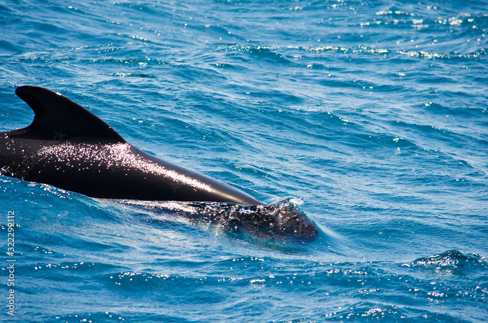 Fototapeta premium Pilot whale near Tarifa, Spain. Atlantic Ocean, Strait of Gibraltar.