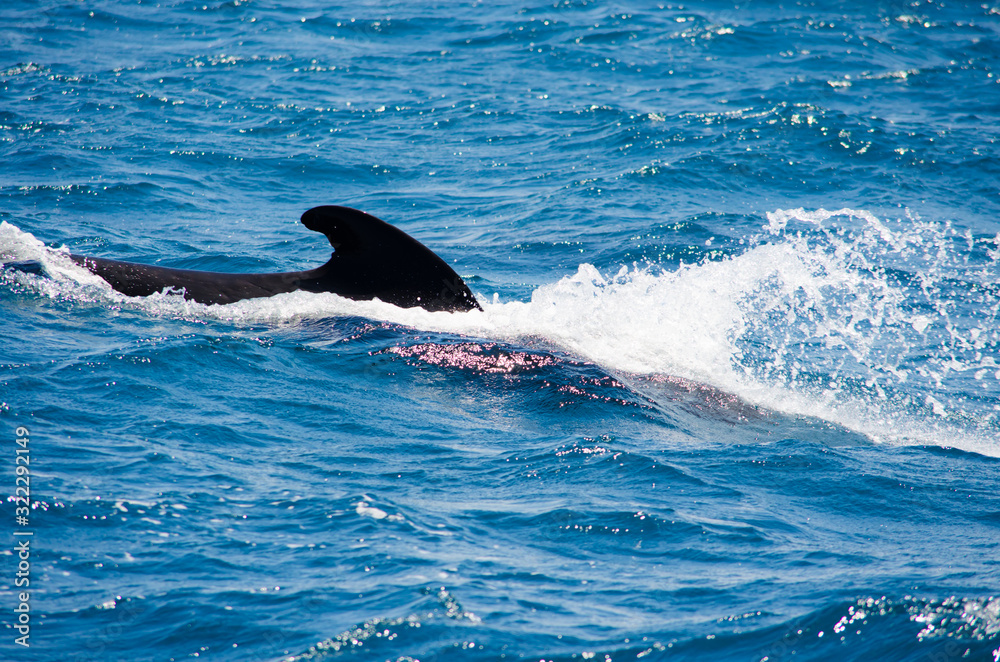 Obraz premium Pilot whale near Tarifa, Spain. Atlantic Ocean, Strait of Gibraltar.