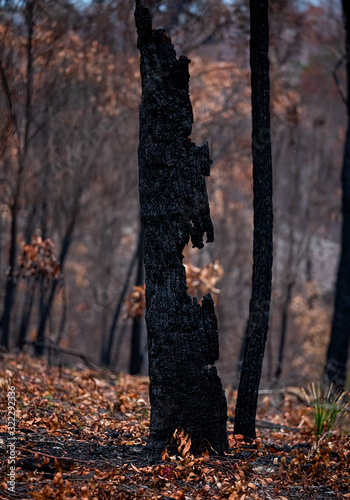 Burnt out tree in a bushfire ravaged landscape