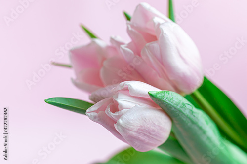 Fototapeta Naklejka Na Ścianę i Meble -  Bouquet of pink tulips for the holidays. Women's Day, Valentine's Day, name day. On a pink background.