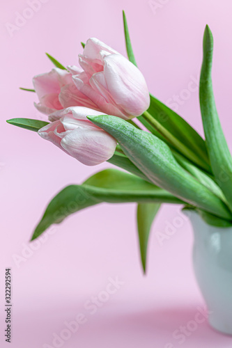 Bouquet of pink tulips for the holidays. Women s Day  Valentine s Day  name day. On a pink background.
