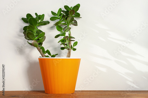 Succulent plant in orange pot. Minimalistic home interior decor, urban jungle. Earth day, eco workspace house concept. Creative reindeer with green horns in minimal style. Copy space, bright colors.