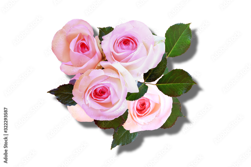 Flowers Roses. Green leaves. Shadow. Isolated over white background. Top view. Flowers Roses. Green leaves. Shadow. Isolated over white background. Top view.
