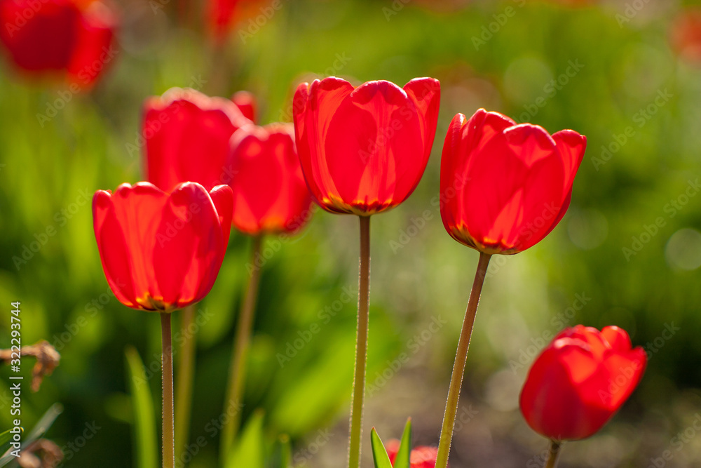 Very beautiful red tulips that grow in my garden. Very beautiful red tulips that grow in my garden.