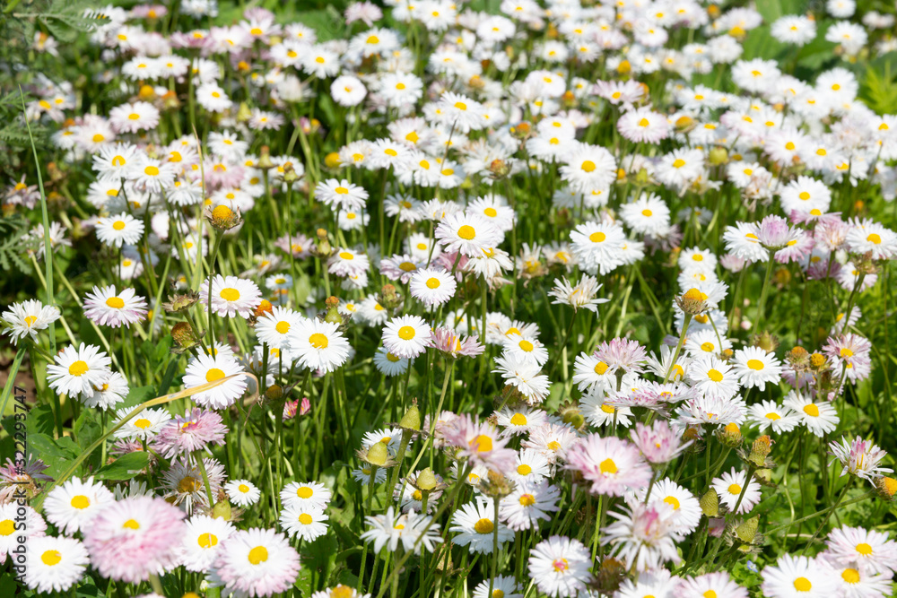 Fototapeta premium Chamomile field on a Sunny summer day