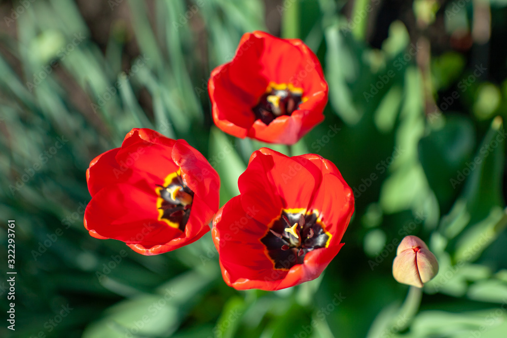 Very beautiful red tulips that grow in my garden. Very beautiful red tulips that grow in my garden.