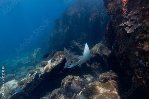 Spotted eagle rays on the reef rocks, Aetobatus narinari, Seychelles photo