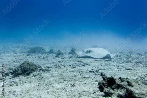Photography Porcupine stingray on a sandy sea floor