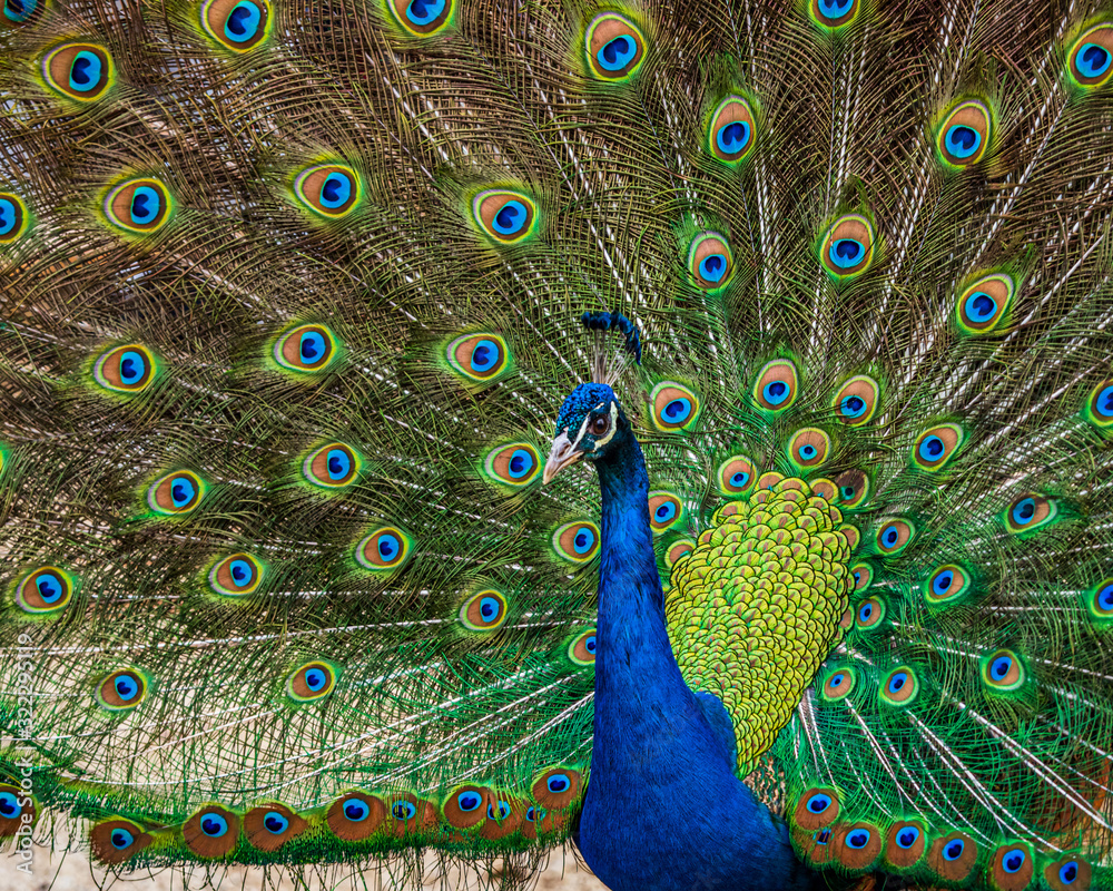 Obraz premium Indian Peacock, Pavo cristatus, displaying its colorful feathers