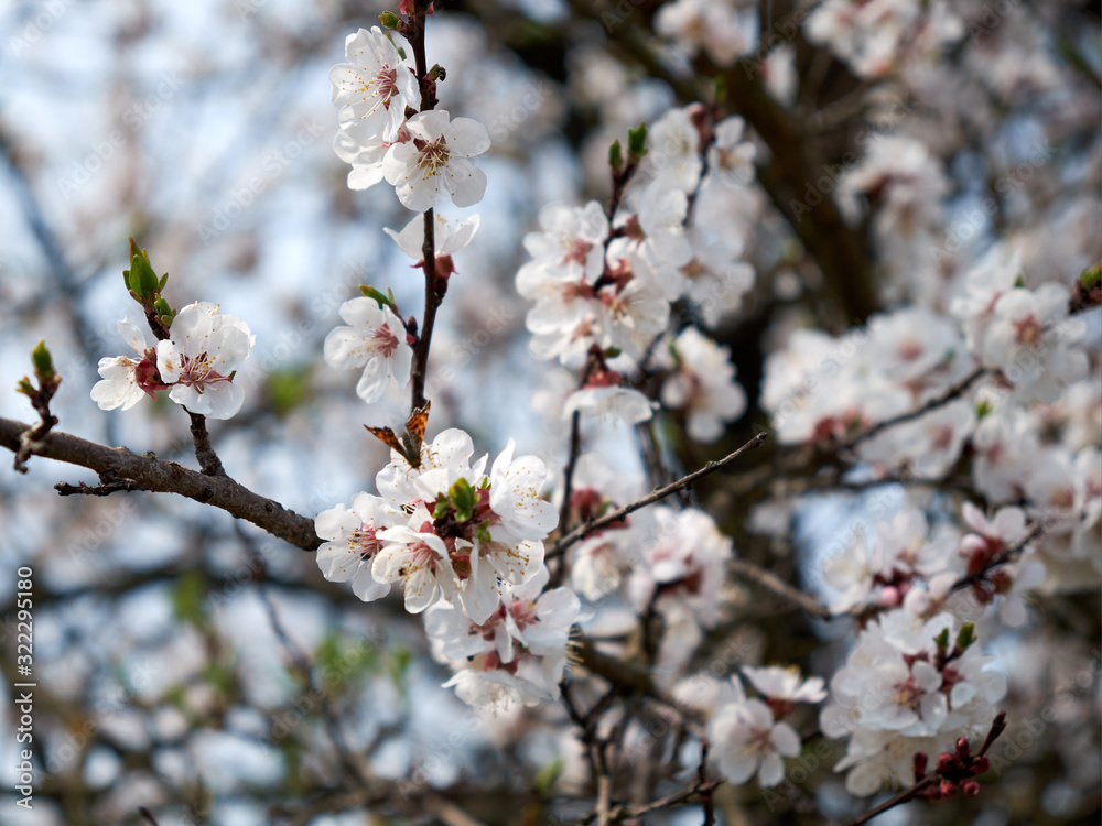 A little butterfly sits on a branch of blooming apricots. A little butterfly sits on a branch of blooming apricots.