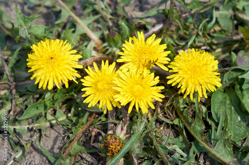 Five beautiful yellow dandelion flowers. Spring flowers.