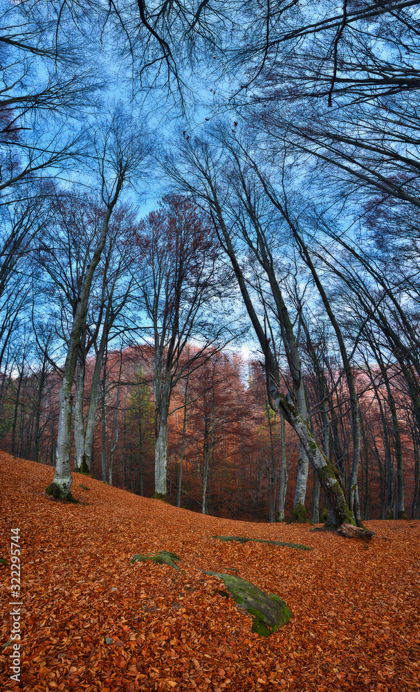 autumn forest. picturesque Carpathian forest