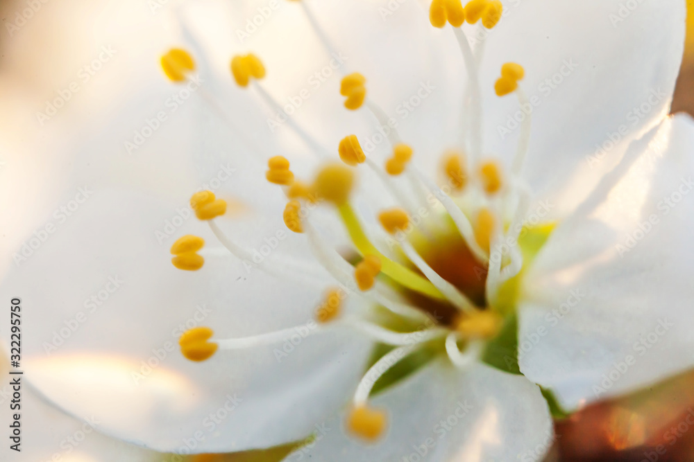 Obraz premium Beautiful white cherry blossom sakura flowers macro close up in spring time. Nature background with flowering cherry tree. Inspirational floral blooming garden or park. Pastel flower art design.