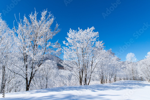 北海道の冬の風景　富良野の樹氷