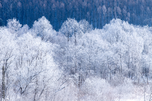 北海道の冬の風景　富良野の樹氷
