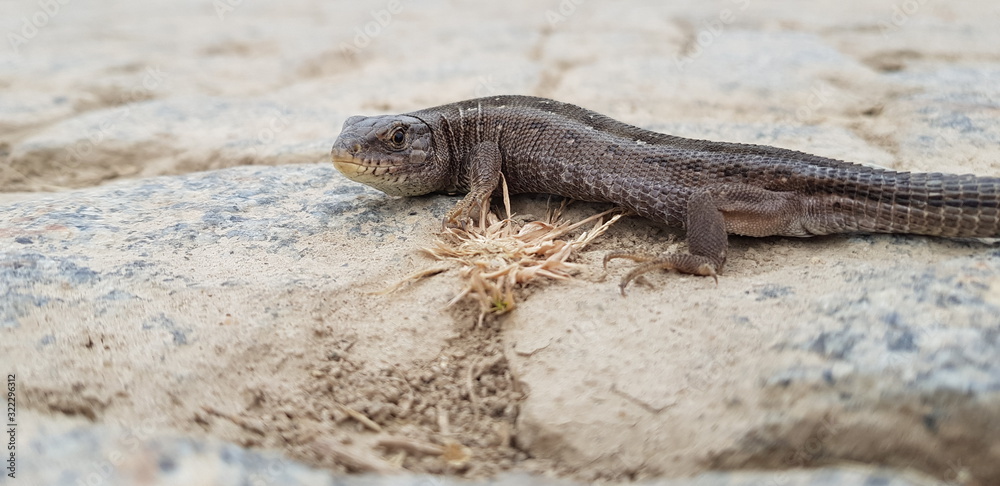 Obraz premium lizard