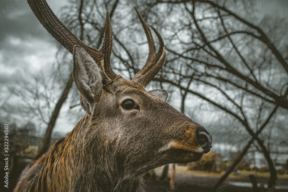 Wooden table with benches in amusement park. Fenced terrace with log table and benches in empty park during gloomy autumnal day