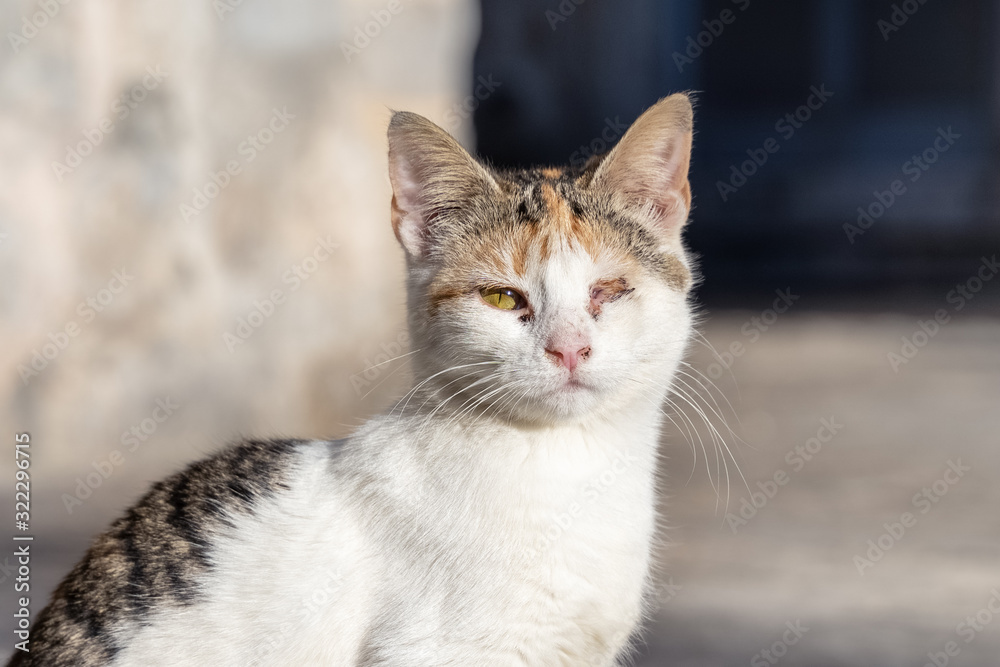 portrait of a white unfortunate homeless cat, lost in an eye battle, looks sadly portrait of a white unfortunate homeless cat, lost in an eye battle, looks sadly