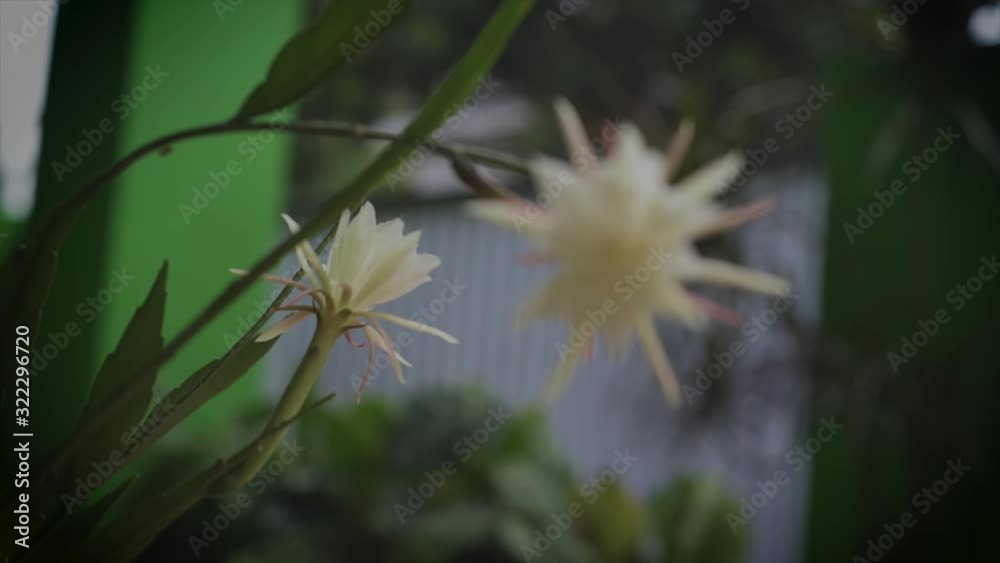 Beautiful fishbone cactus (Epiphyllum anguliger) (wijaya kusuma) bloom in the garden Beautiful fishbone cactus (Epiphyllum anguliger) (wijaya kusuma) bloom in the garden