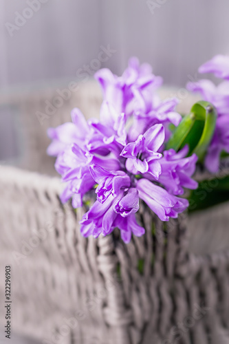 Beautiful pink violet hyacinths in a basket on a gray background. Copy space photo