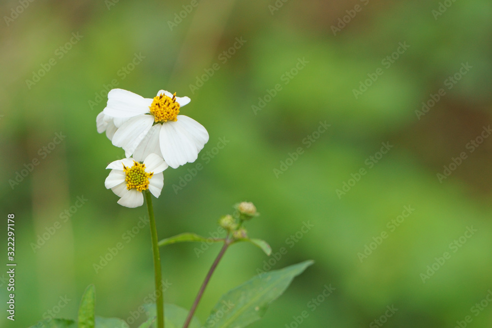 Beauty of bidens pilosa flower in the field Beauty of bidens pilosa flower in the field