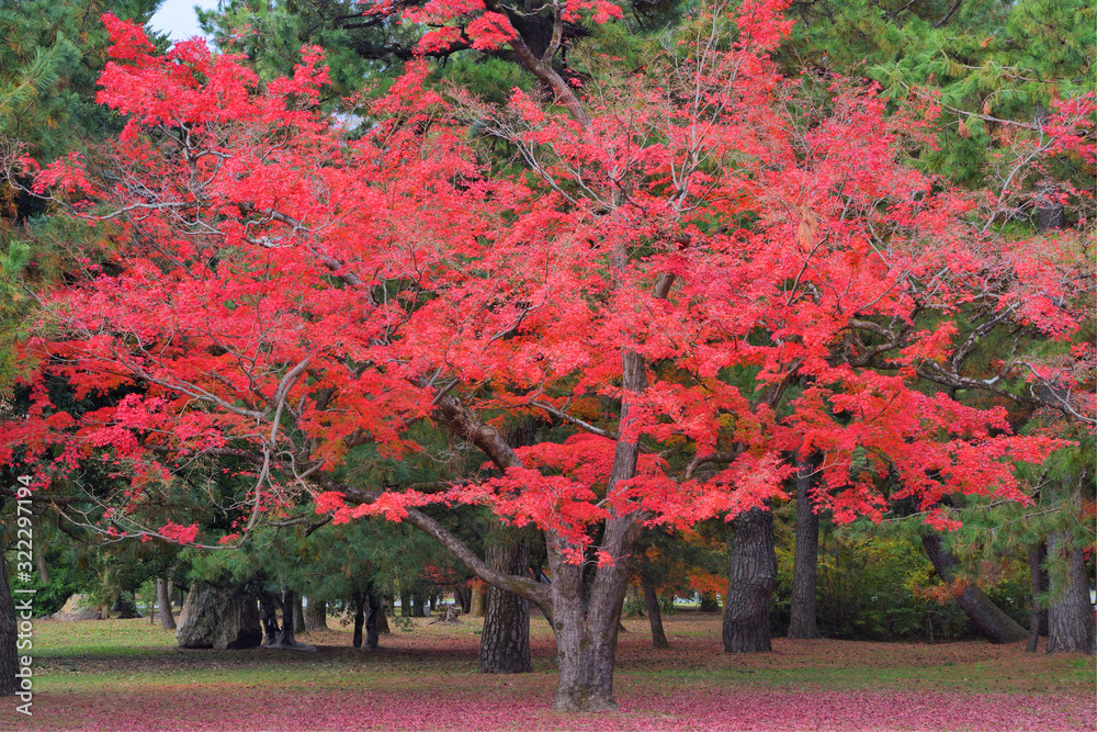 Naklejka premium 京都御苑の紅葉