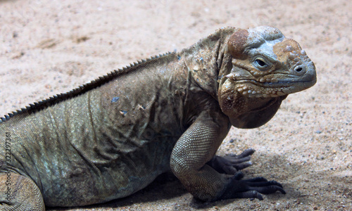 iguana on sand