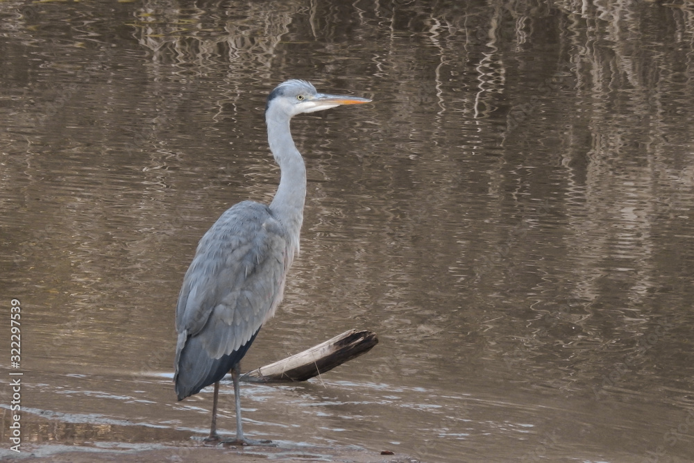 airone cenerino (Ardea cinerea) ,primo piano sul fiume in pesca airone cenerino (Ardea cinerea) ,primo piano sul fiume in pesca