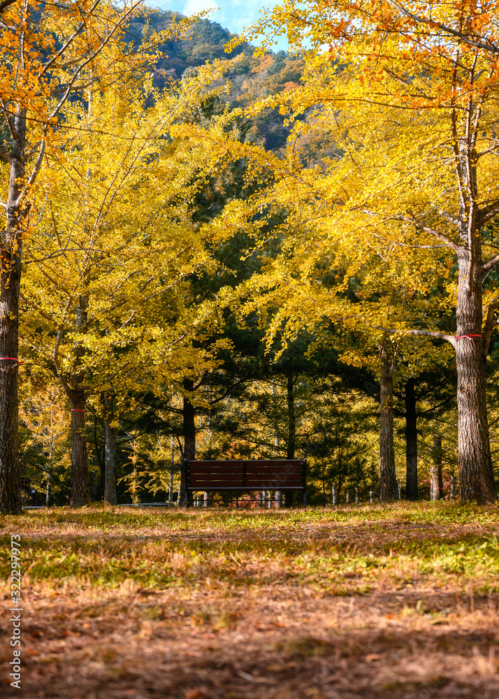 Wooden bench with yellow ginkgo trees on autumn forest