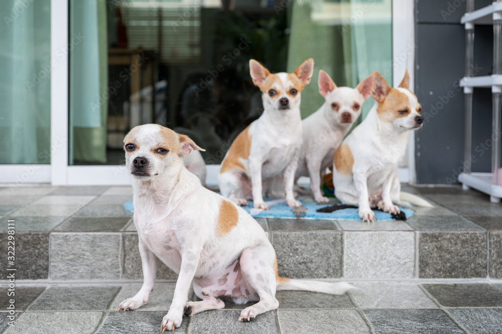 Group of Short-hair Chihuahua sitting and looking