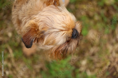 Close up of small Brussels Griffon dog in the garden in winter time wearing dog jumper 