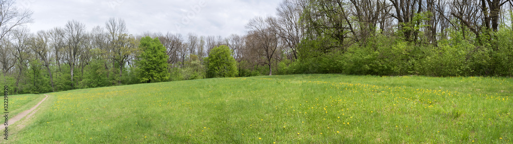 Panorama, beautiful natural landscape. Green meadow with yellow flowers in the park on a blue sky background