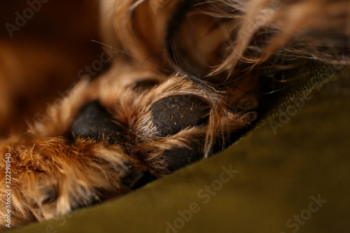 Brussels griffon paw close up