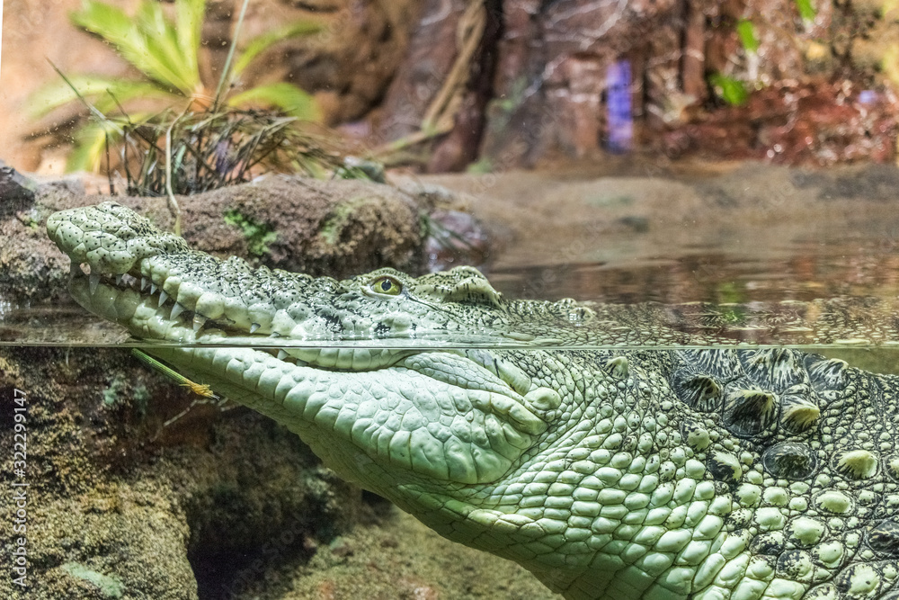 Obraz premium Cayman crocodile profile close-up with teeth half in the water and the outside